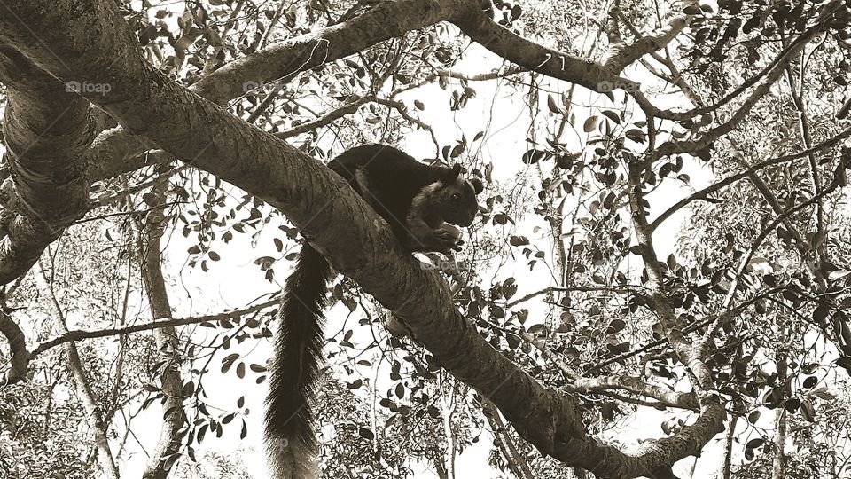 squirrel on tree