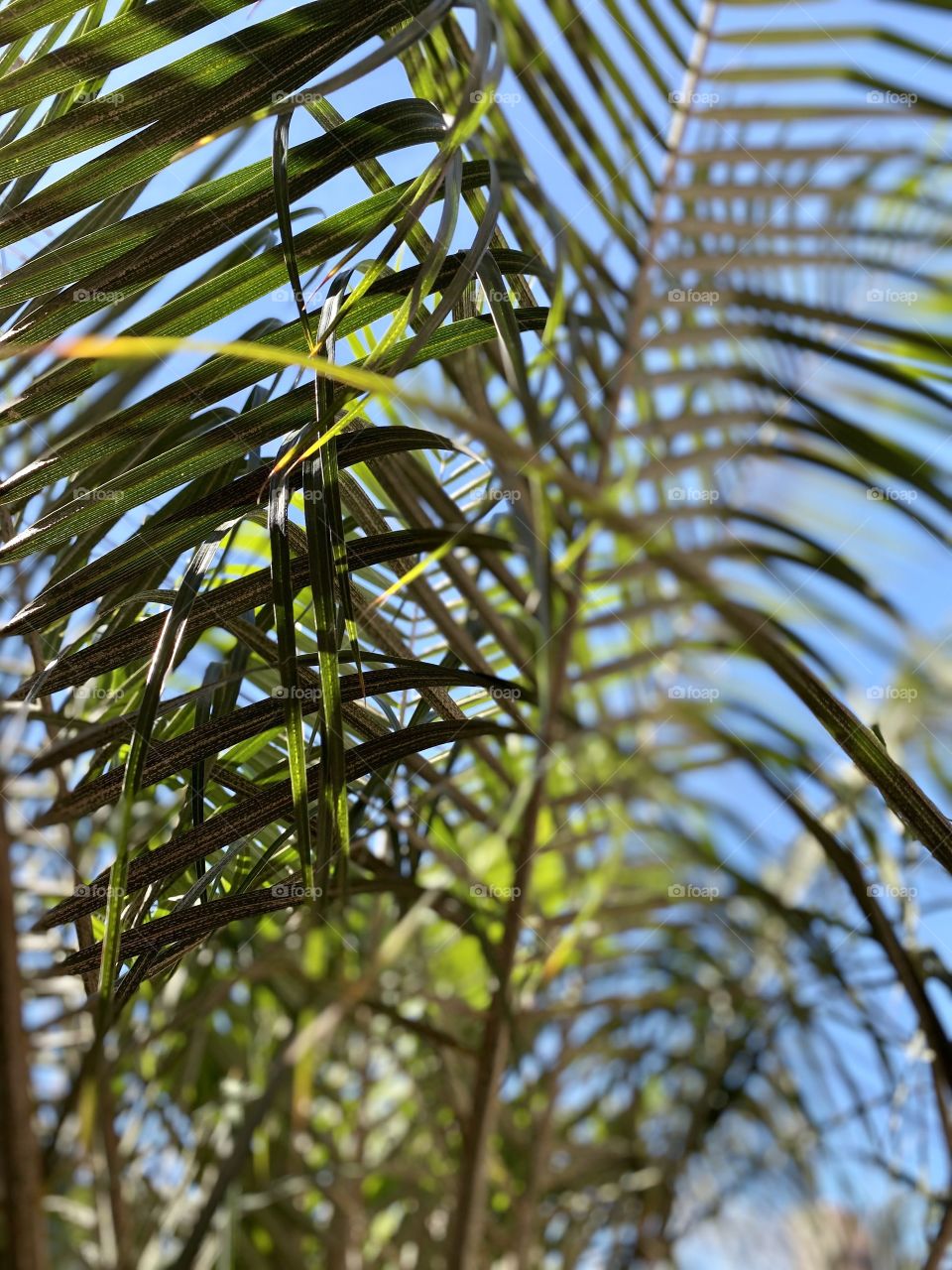 Foliage