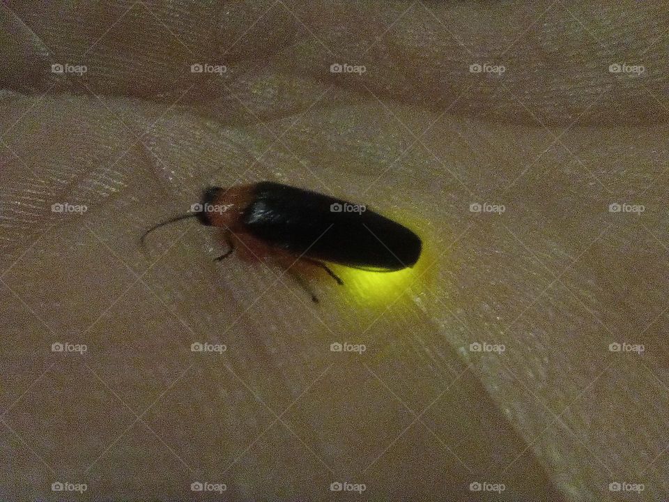 firefly