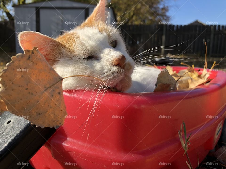 Cat soaking up some sun