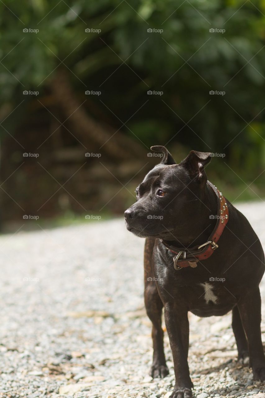 English Staffy