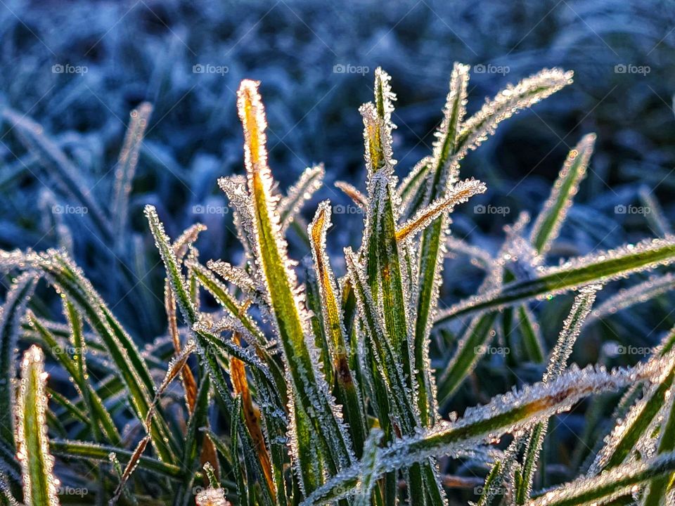 Morning frost