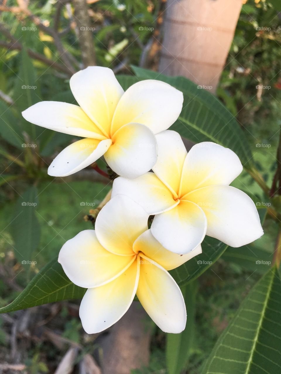 Plumeria flower in nature garden