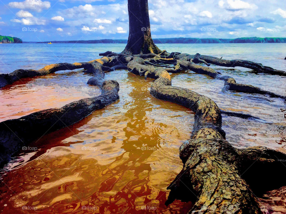 The spider roots. Jordan Lake, North Carolina. 