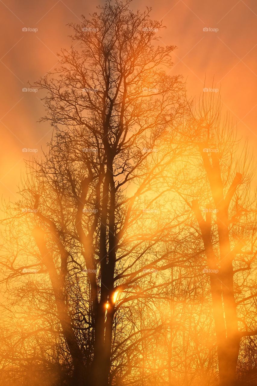 First fiery sun rays through rising fog from the river and behind a tree on an extremely cold winter morning in Helsinki, Finland.