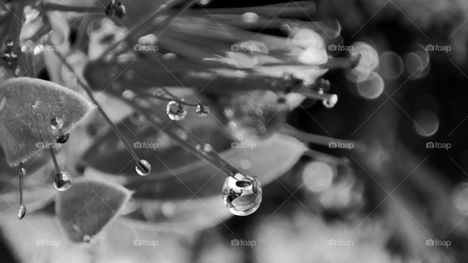 Rain drops