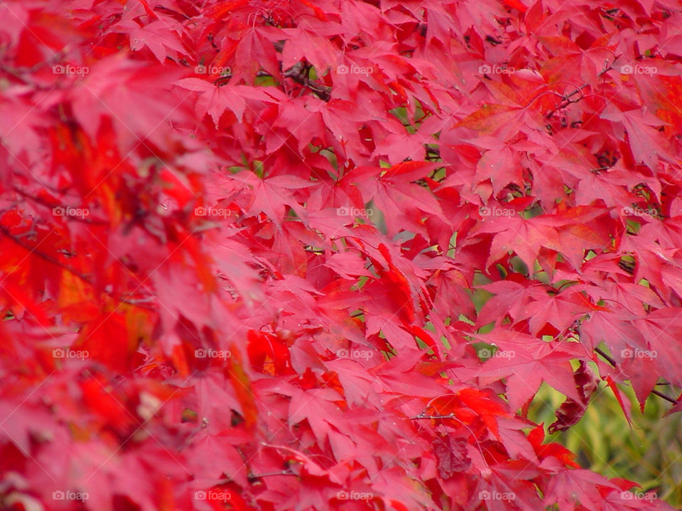 close red leaves leaf by kshapley