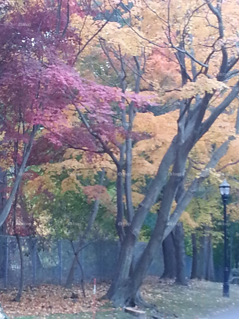 autumn colors on Long Island