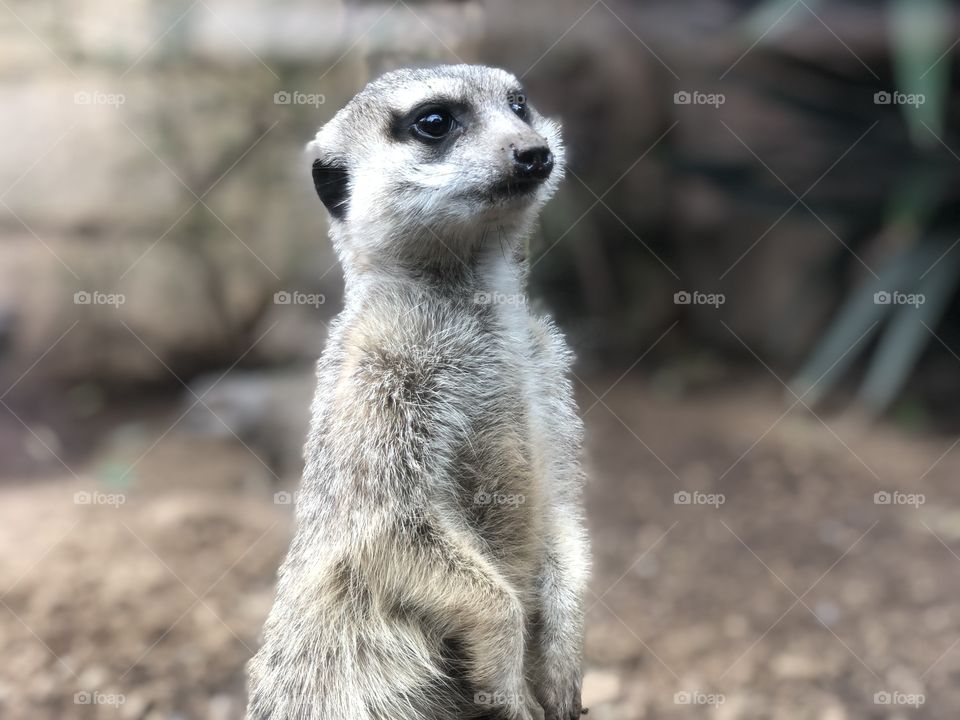 meerkat