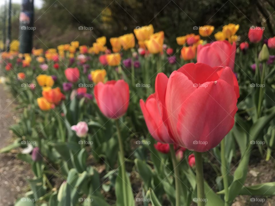 Beautiful flowers 