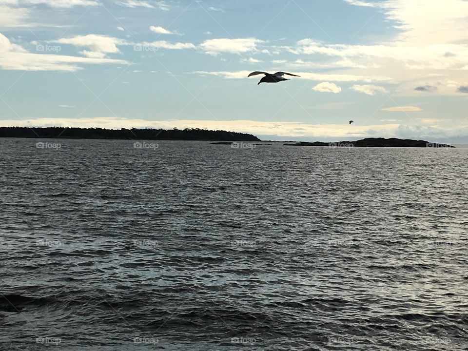 Bird, silhouette 