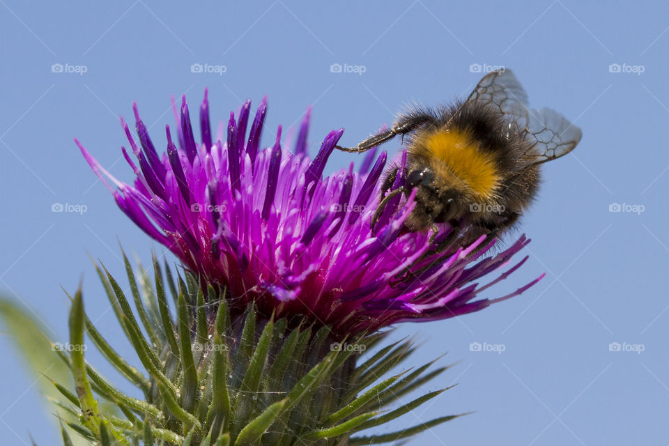 Close-up of honey bee on thristle flower against sky