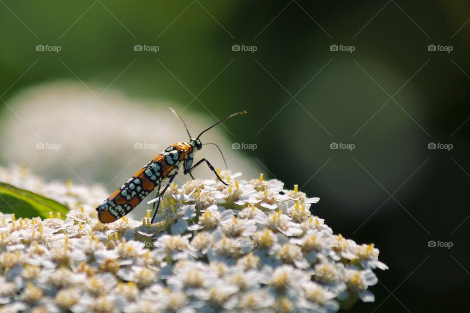 Ailanthus webworm moth on a flower 