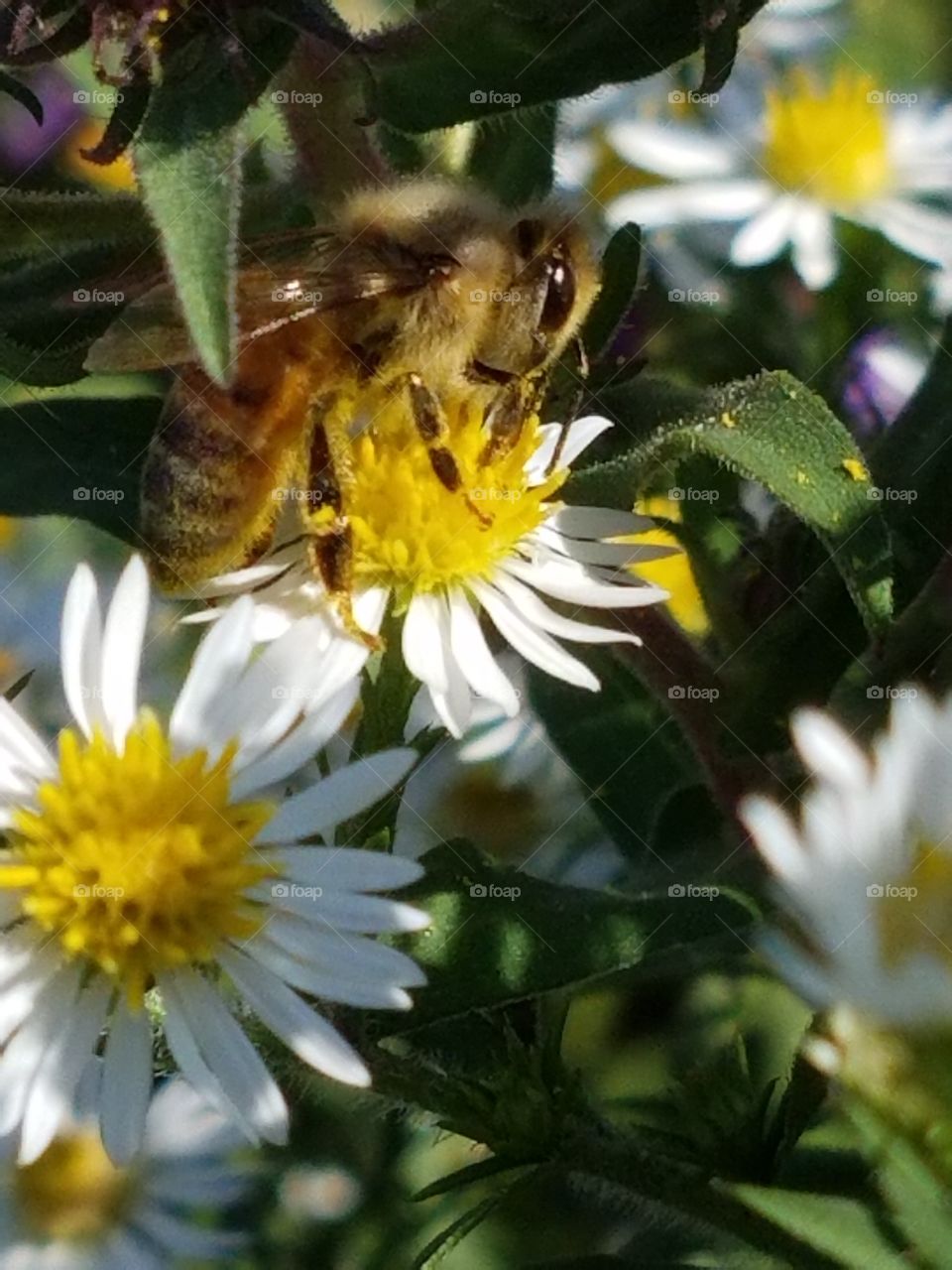 Bee