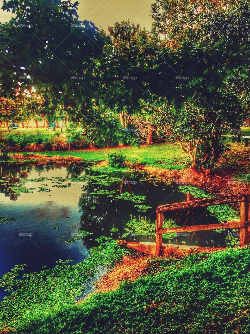 Pond at sunset in the park in St Petersburg FL 