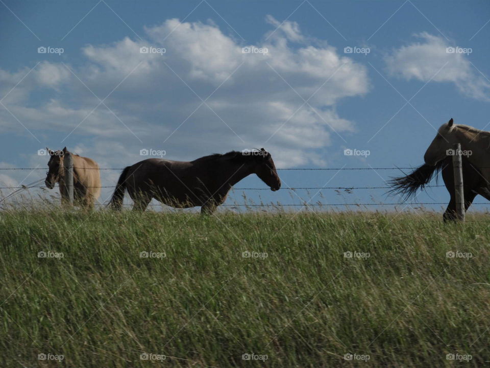 Horses