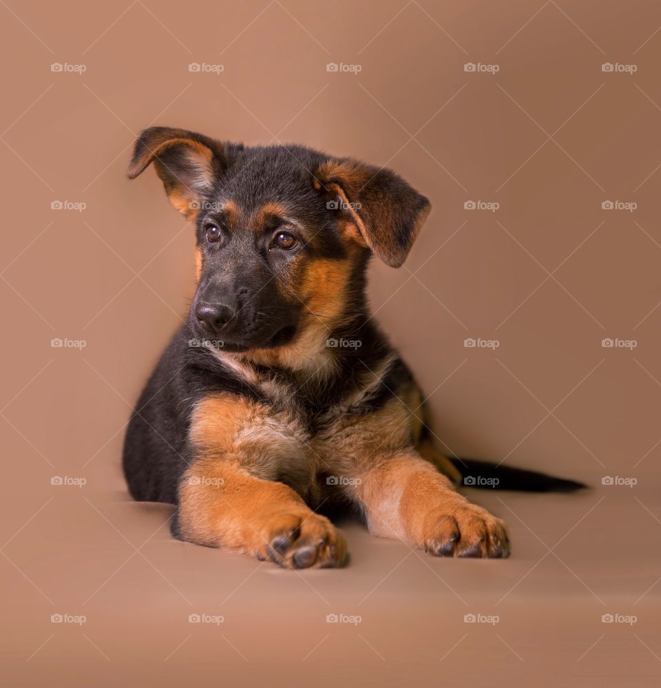 German shepherd puppy on light brown background 