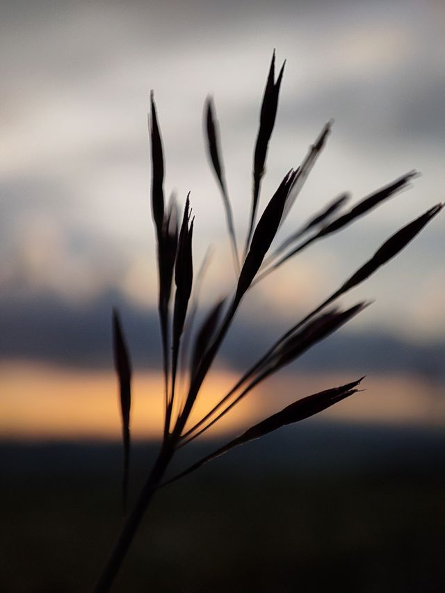 EVENING VIEW OF PLANT