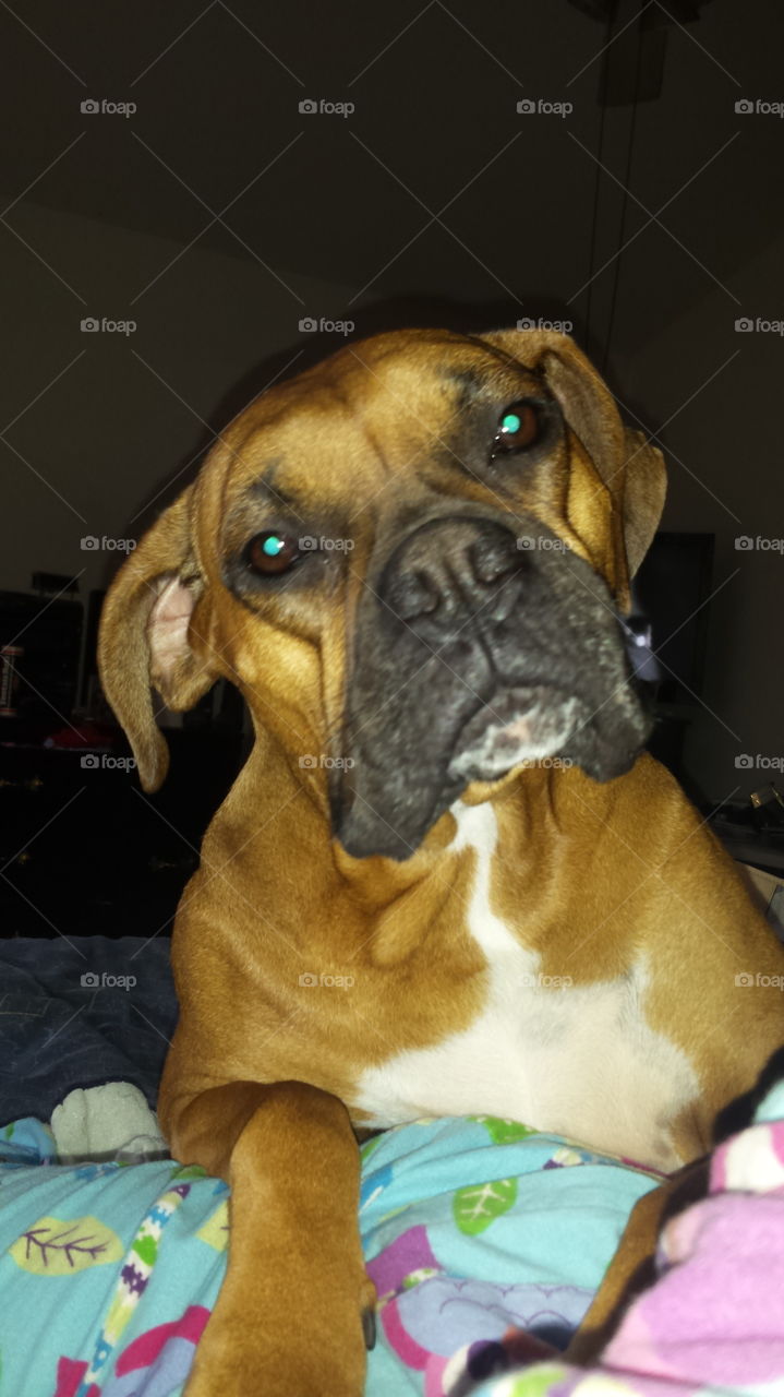 Pollux. my baby boxer