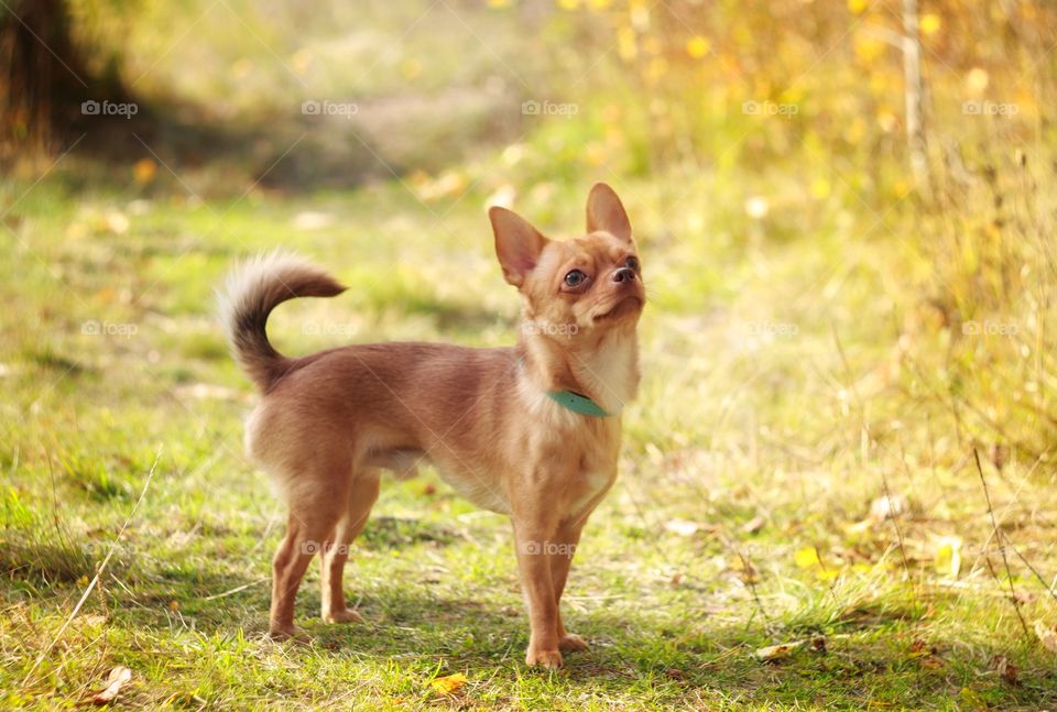 Small dog chihuahua 