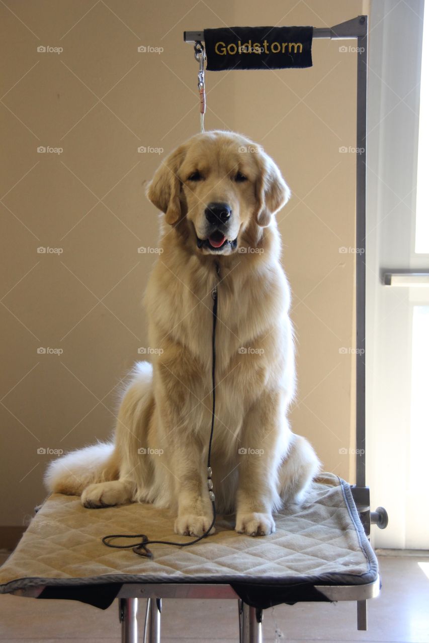 A golden retriever sits patiently at a San Antonio dog show, waiting for his turn to shine. 