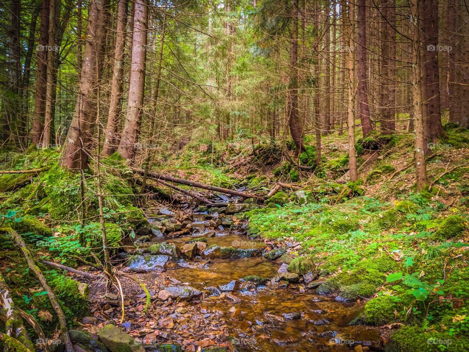 Carpathian mountains wild forest in the autumn season