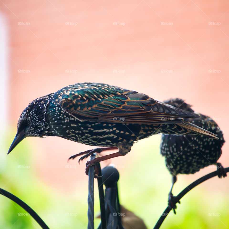 Starlings from my living room