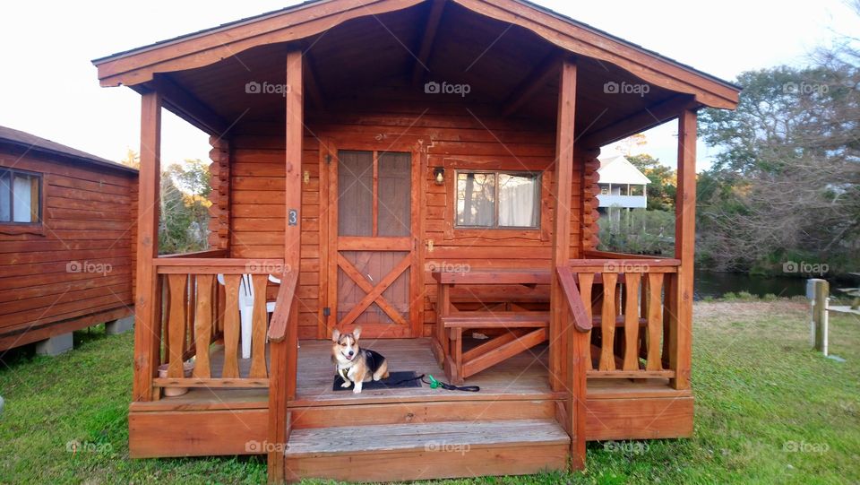 Dog cabin