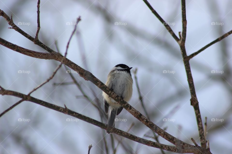 Chickadee.