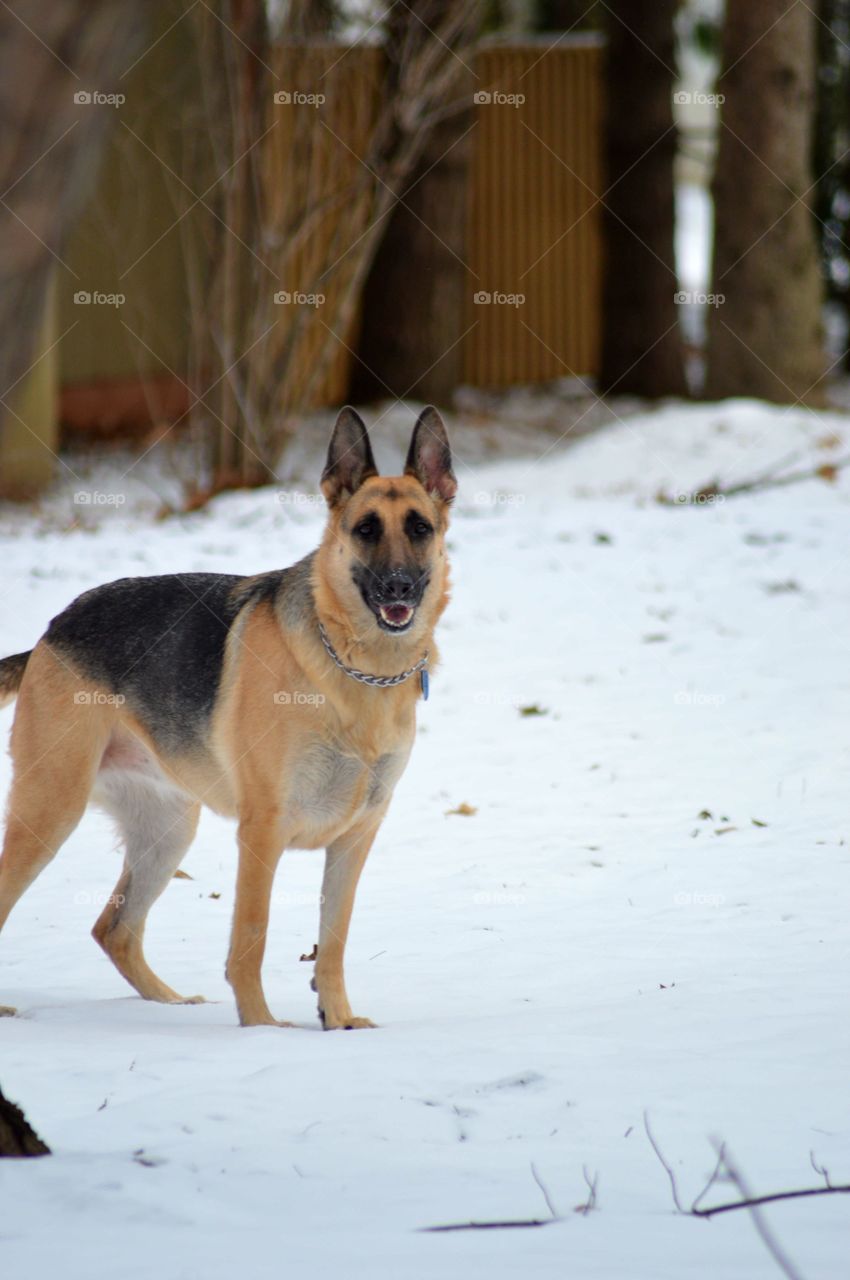 Fun in the snow