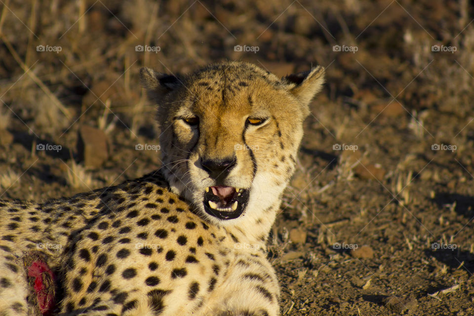 cheetha grawling at us getting to close on safarie in botswana