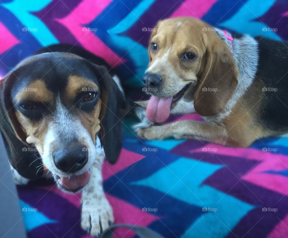 Happy smiling puppy dog after their long hike. 