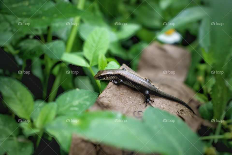 A baby lizard.