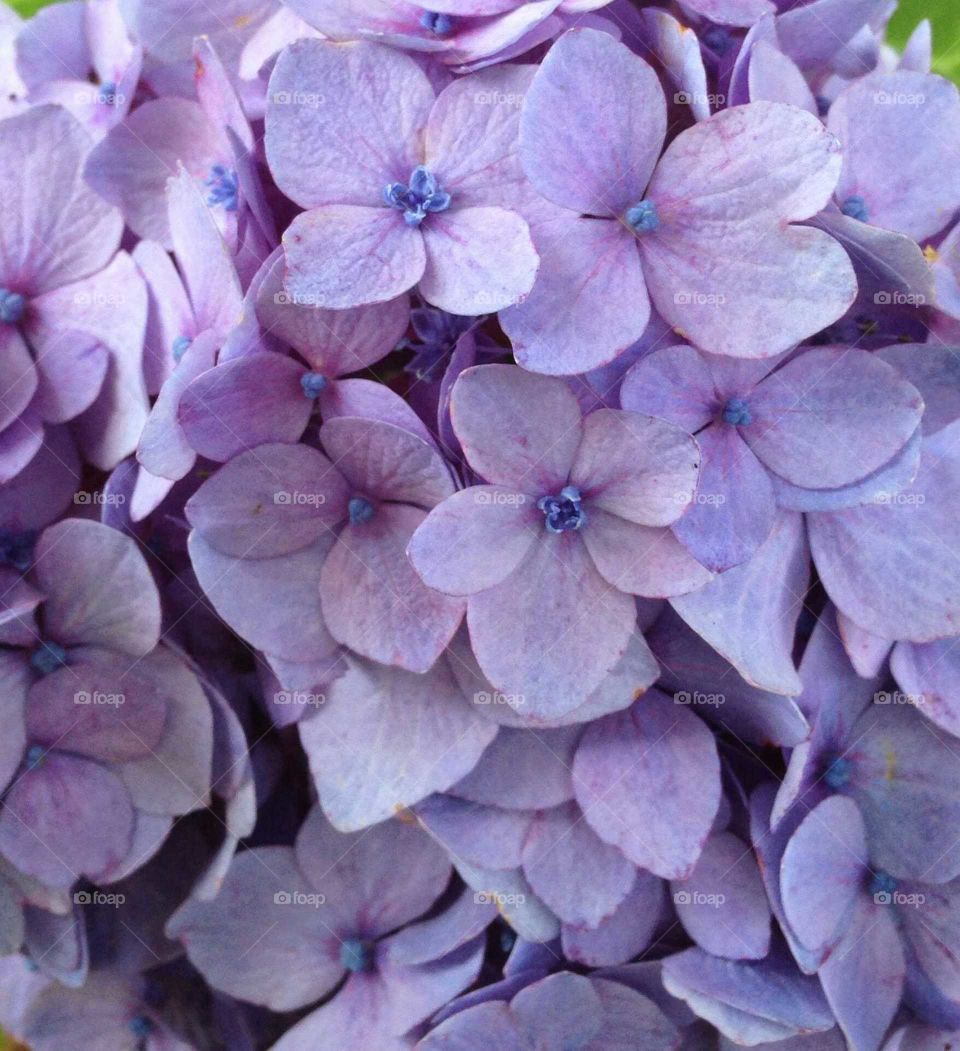 Hydrangea flower