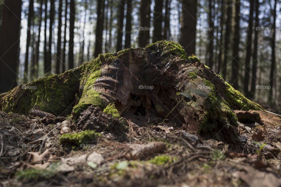 Beautiful nature background. Moss detail close up, soft focus.