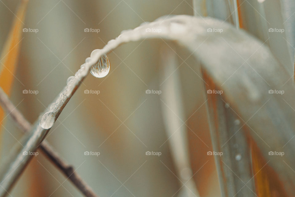 drop of morning rain on grass. macro shot. natural world concept