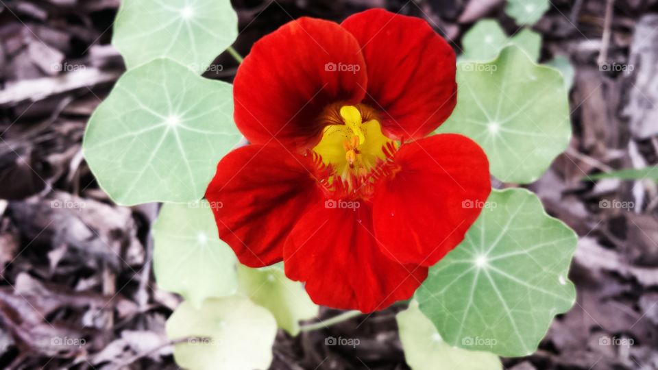 Nasturtium. Red Flower