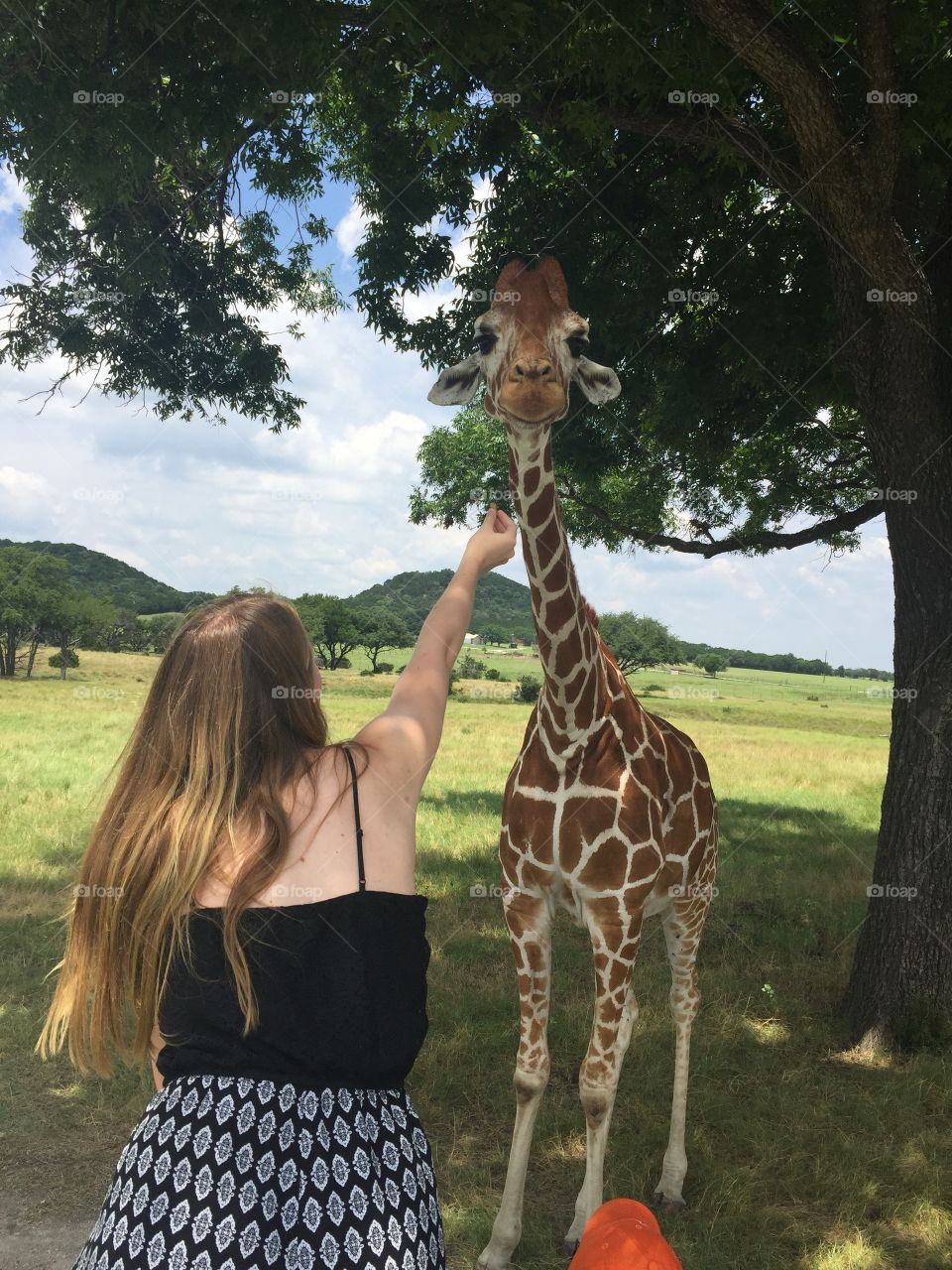 Baby giraffe ignoring offers of food 