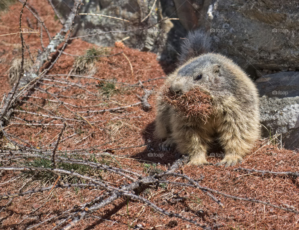 Fluffy marmot preparing his burrow for winter.