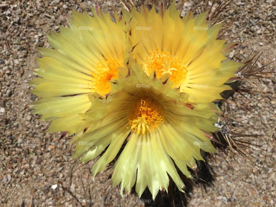Yellow cactus flower!! Beautiful desert landscapes.