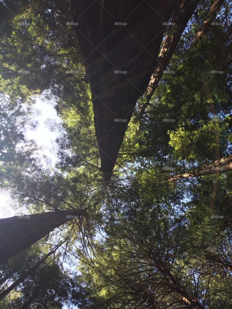 Muir Woods in the tree tops