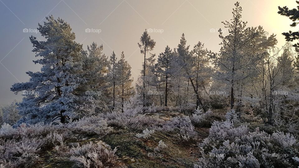 Frosty nature