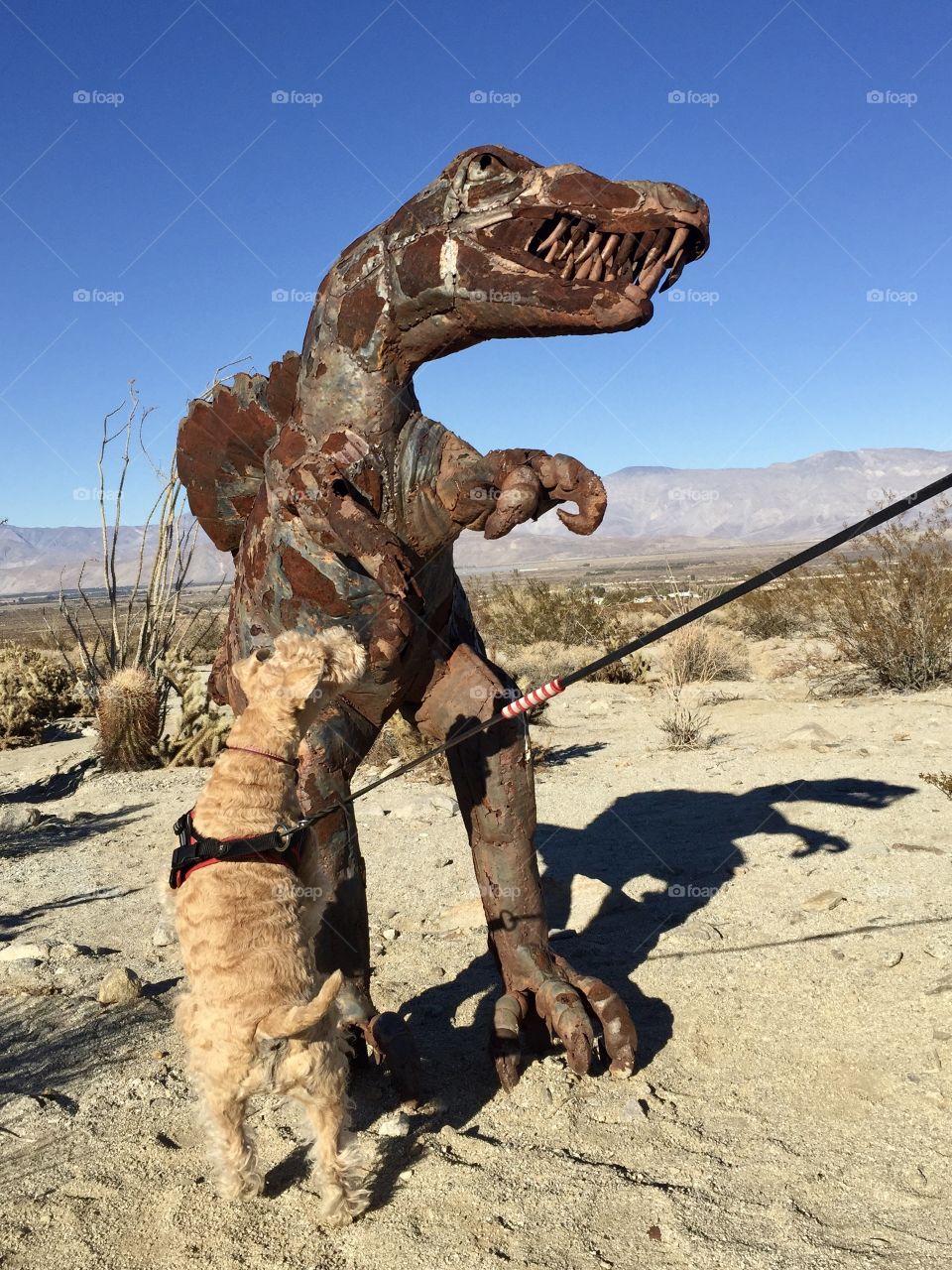 Investigating the dinosaurs in Borrego Springs 