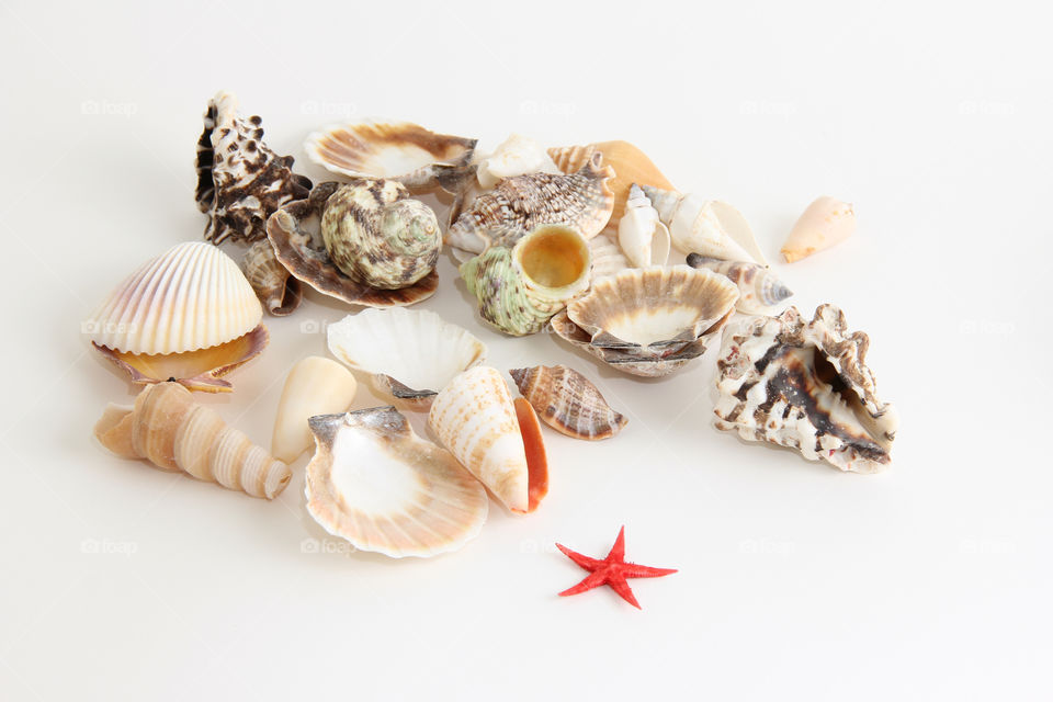 Sea shells and star