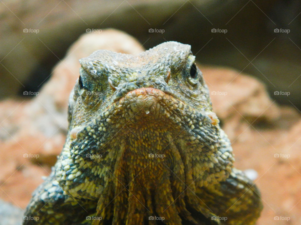 Grumpy lizard