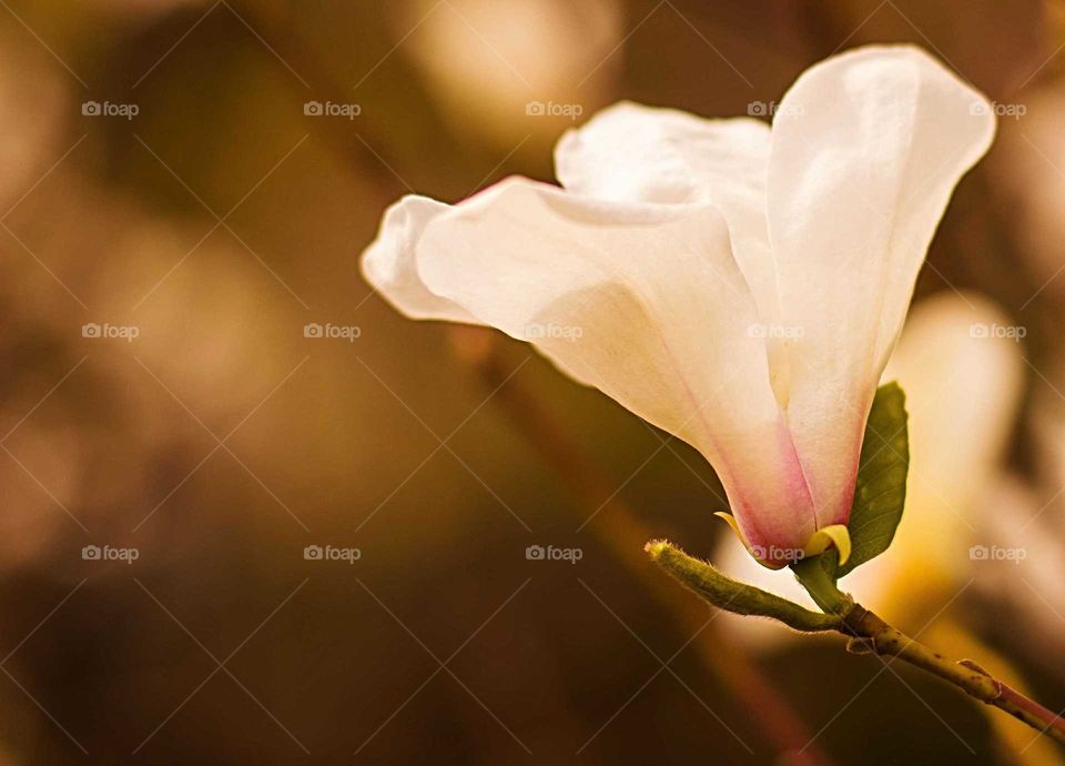 Close-up white magnolia