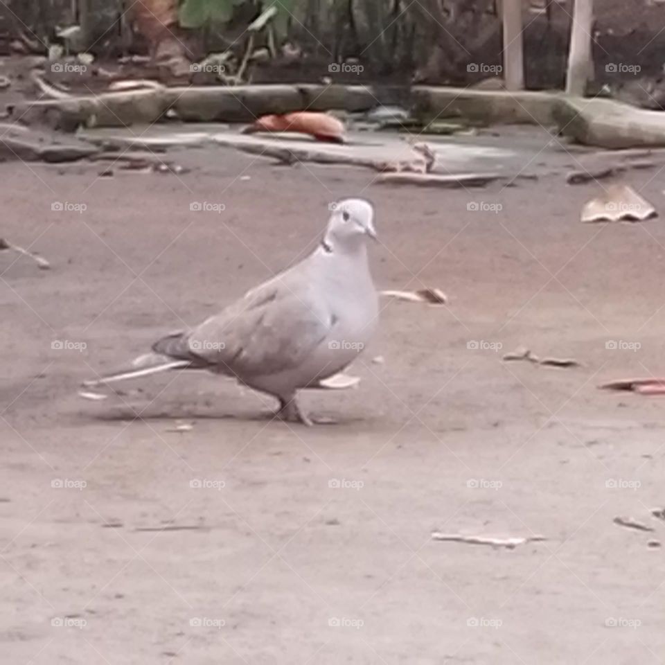 Eurasian collared dove
