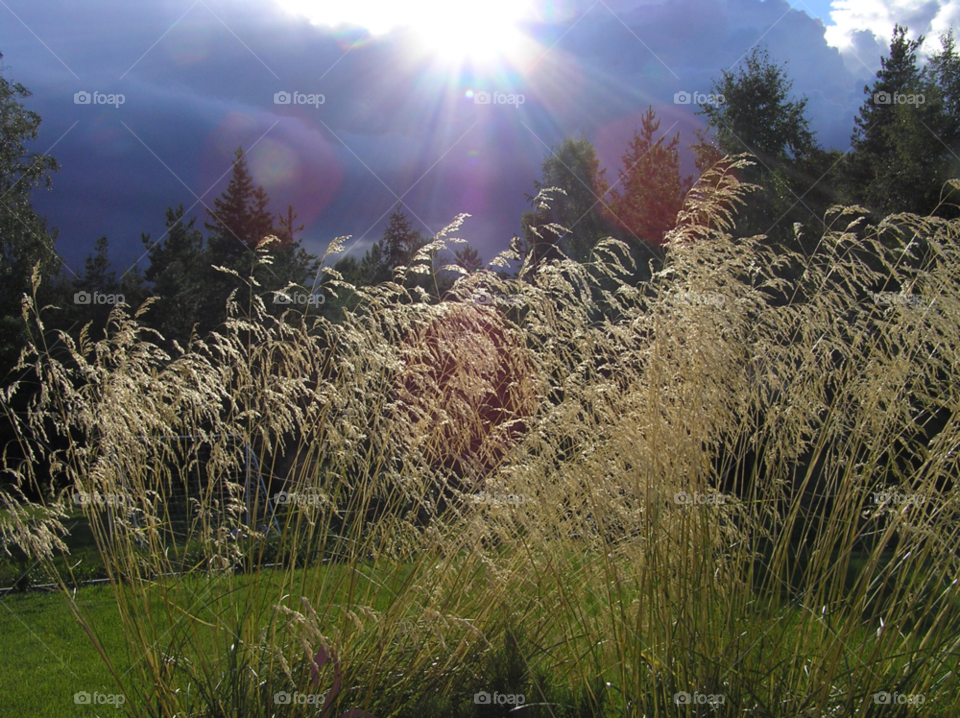 garden grass sun by MagnusPm