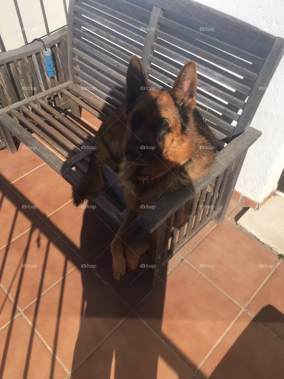 Dog