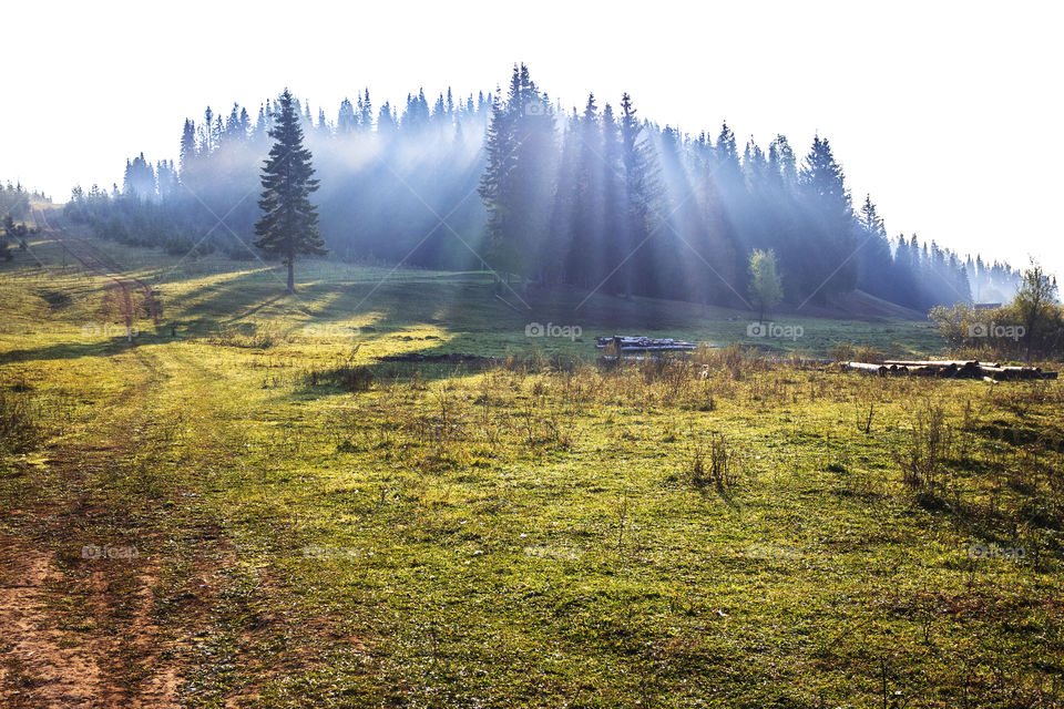 Foggy morning in forest